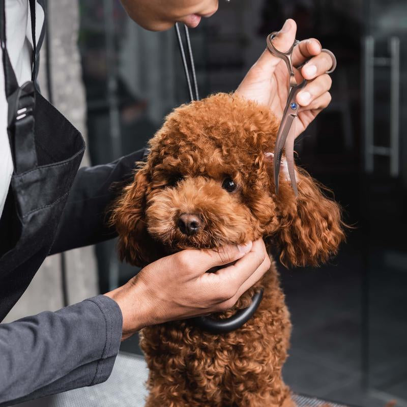 Grooming Scissor for Dogs - Professional Quality