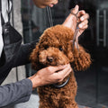 Grooming Scissor for Dogs - Professional Quality